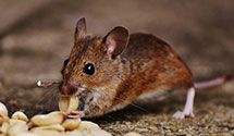 24 Hour & Emergency Exterminators in Yukon, AR